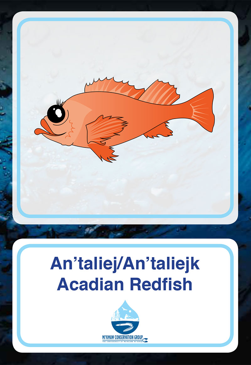 Acadian Redfish