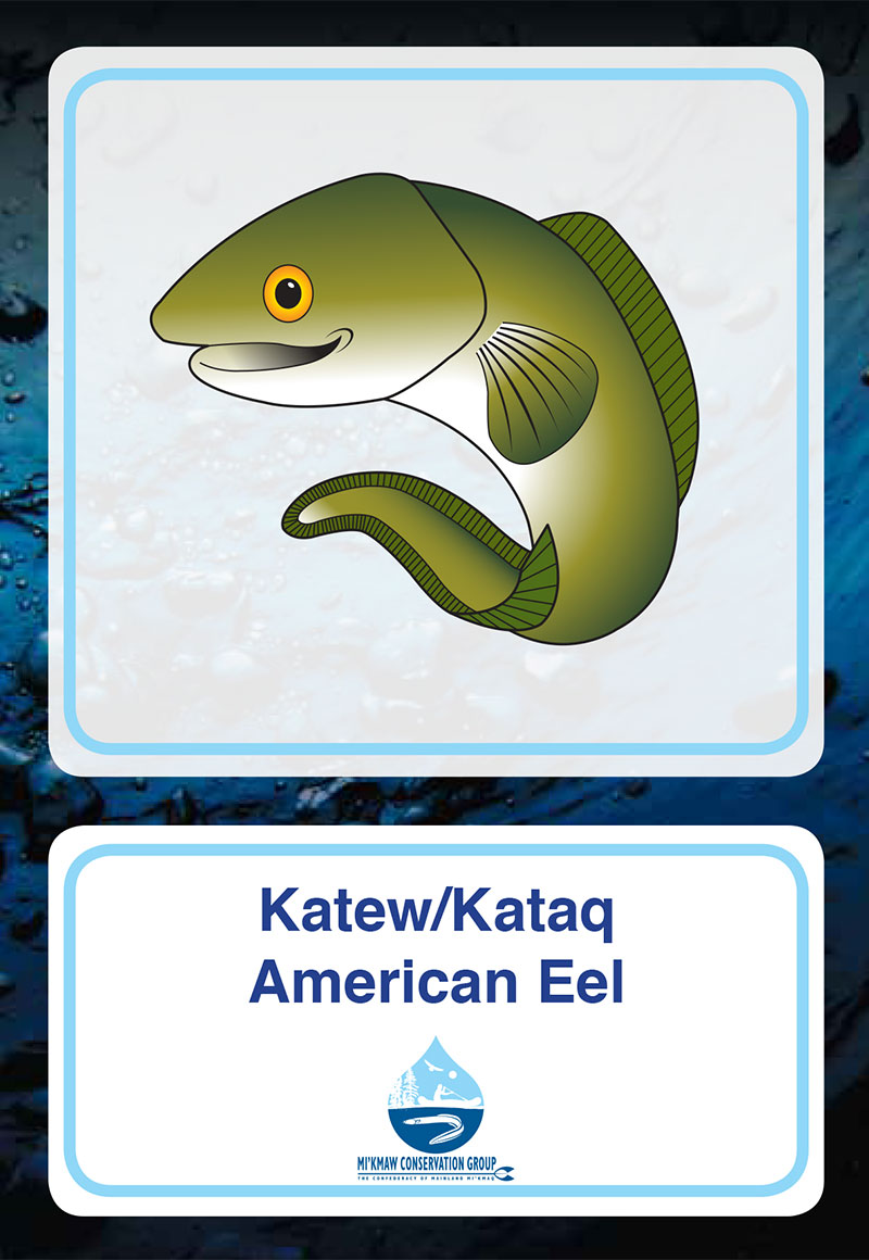 American Eel