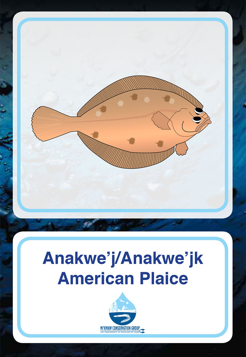 American Plaice