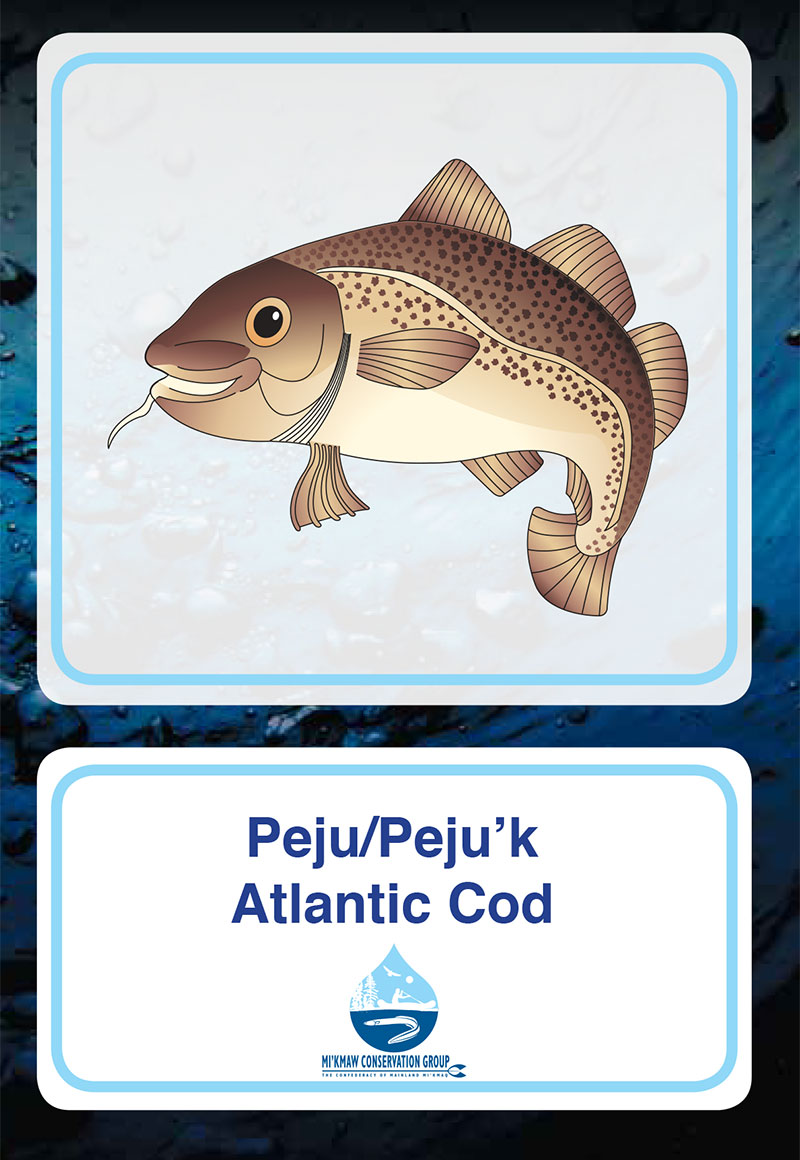 Atlantic Cod