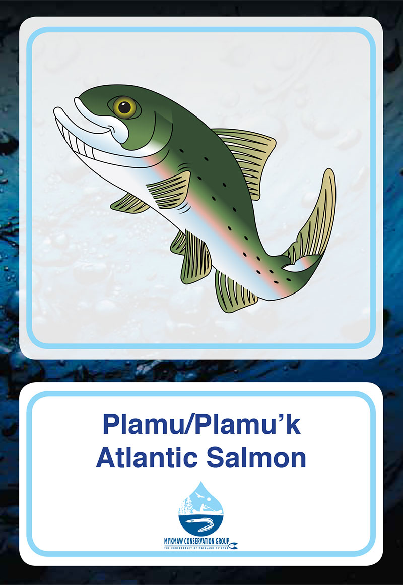 Atlantic Salmon