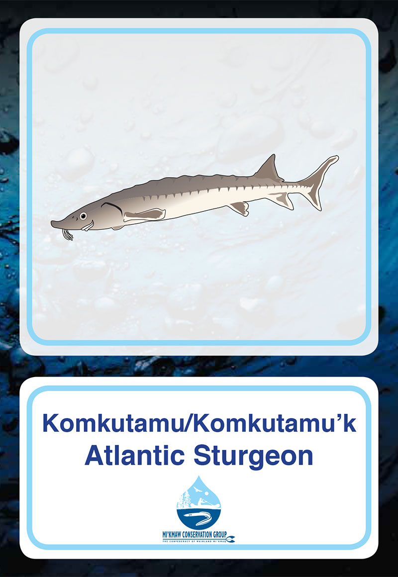 Atlantic Sturgeon
