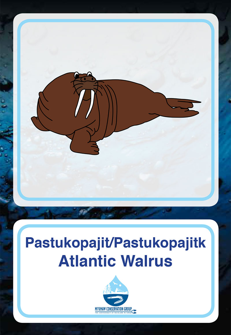 Atlantic Walrus