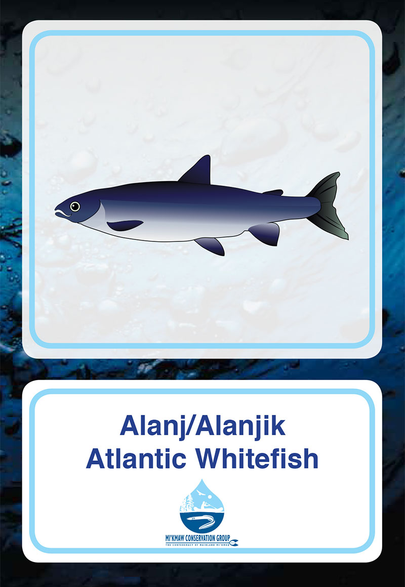 Atlantic Whitefish