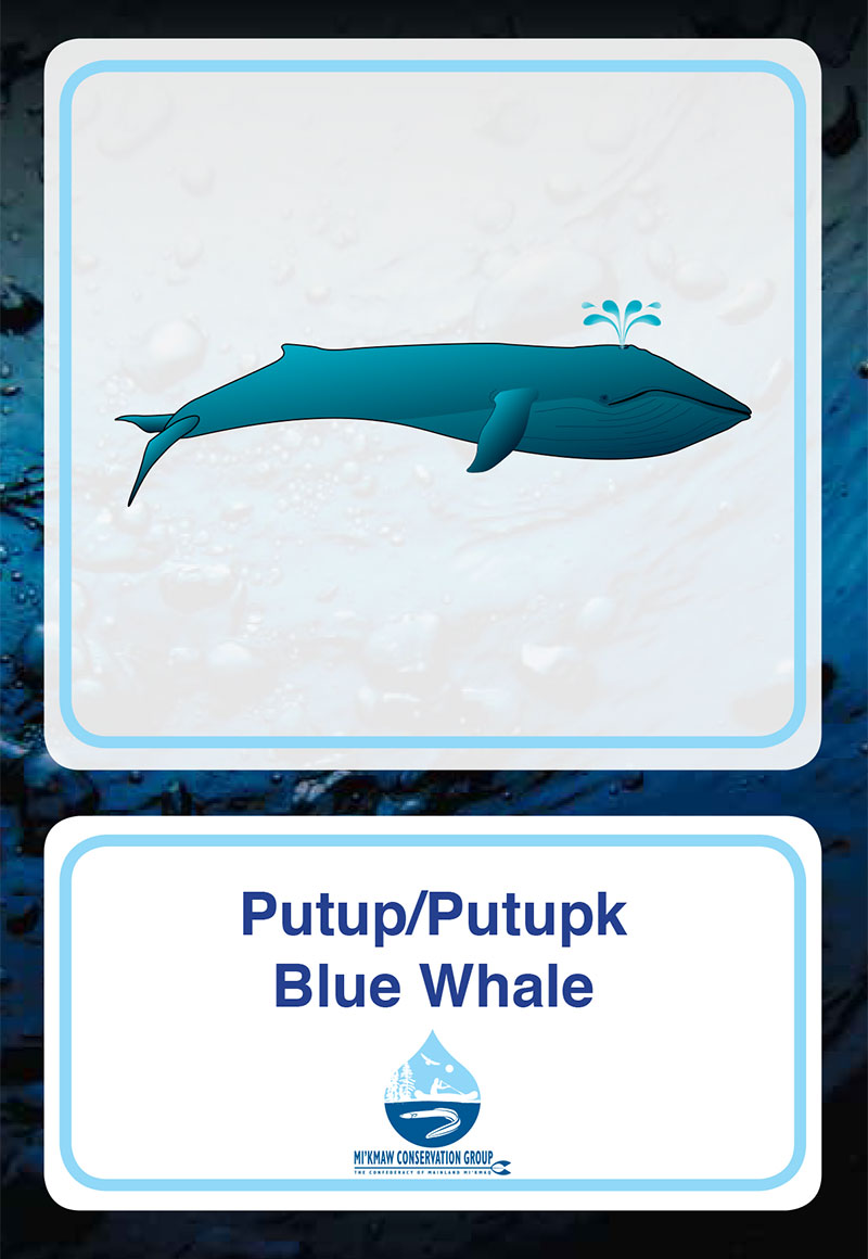 Blue Whale