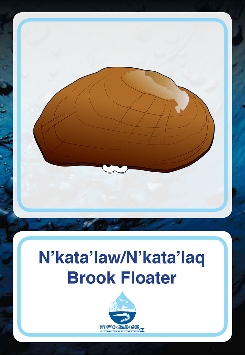 Brook Floater