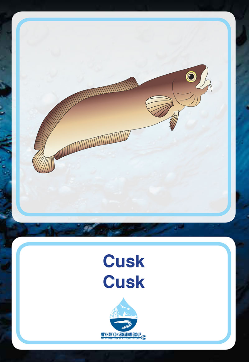 Cusk
