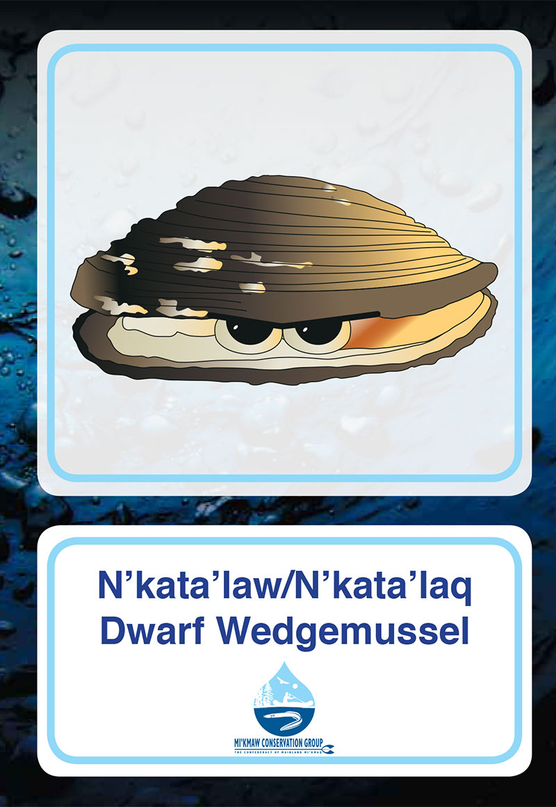 Dwarf Wedgemussel
