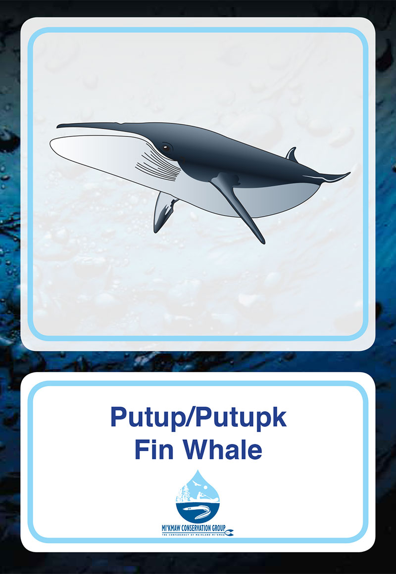 Fin Whale