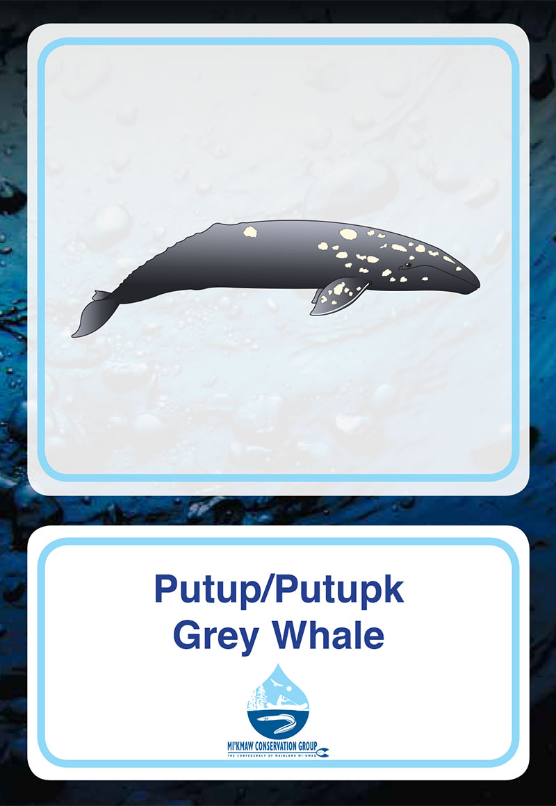 Grey Whale