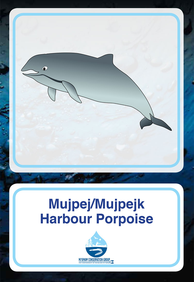 Harbour Porpoise