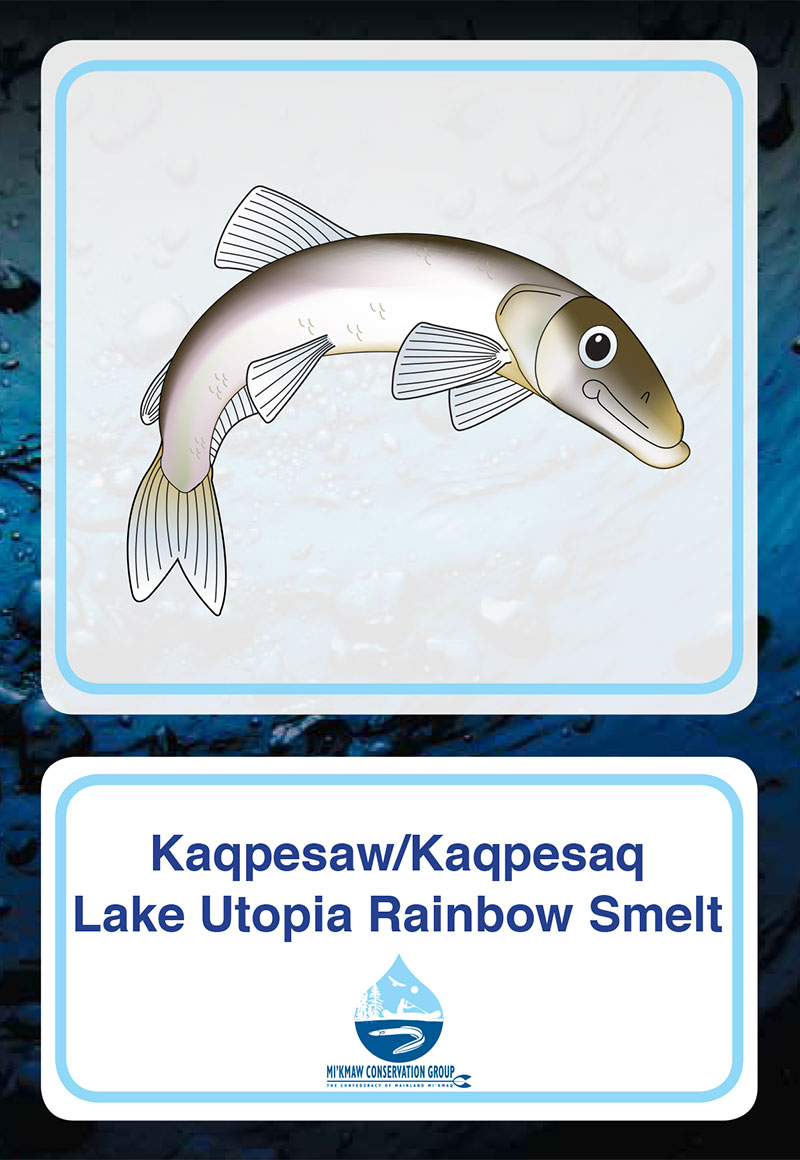 Lake Utopia Rainbow Smelt