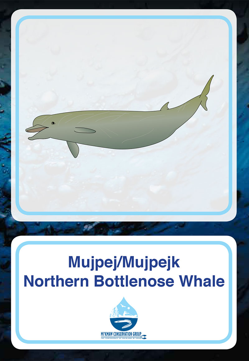 Northern Bottlenose Whale