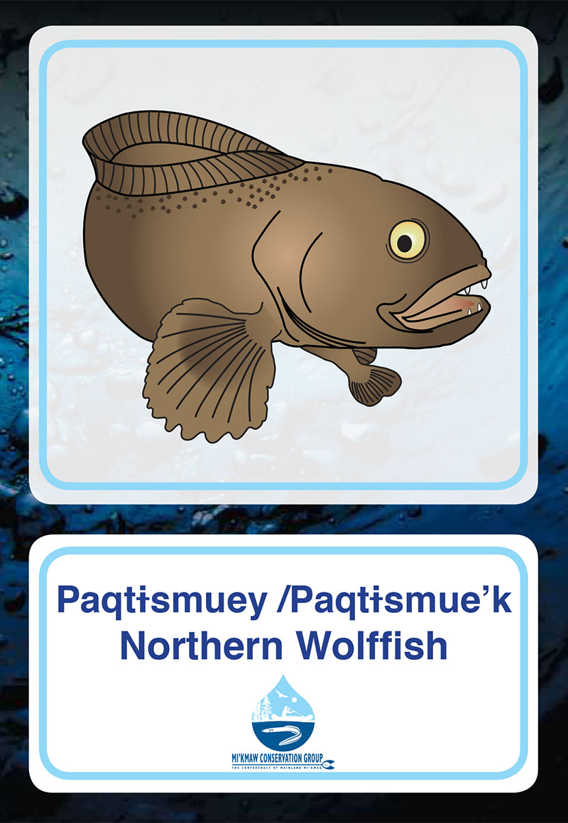 Northern Wolffish