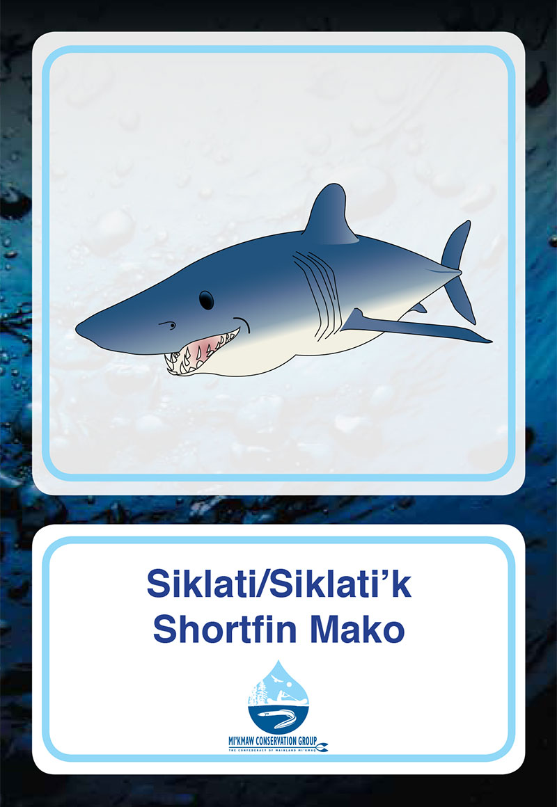 Shortfin Mako