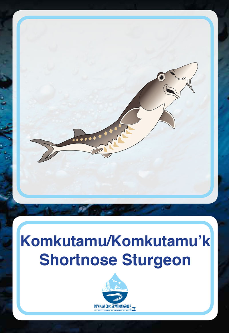 Shortnose Sturgeon