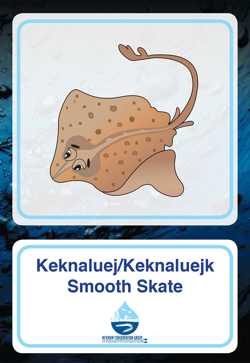 Smooth Skate