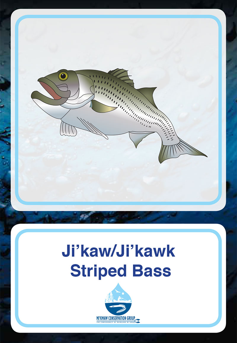 Striped Bass