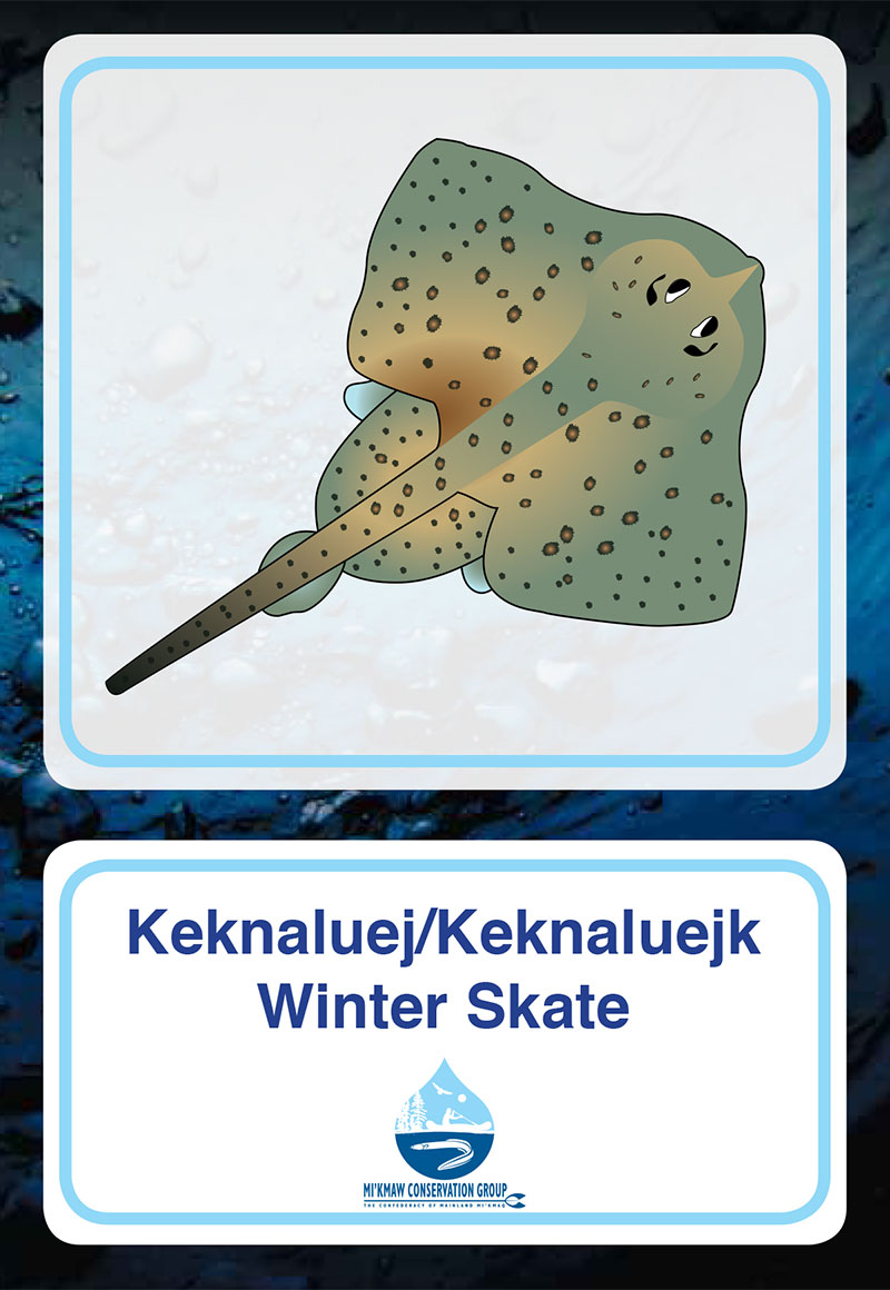 Winter Skate