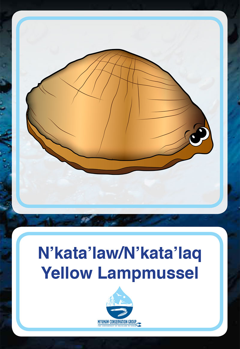 Yellow Lampmussel