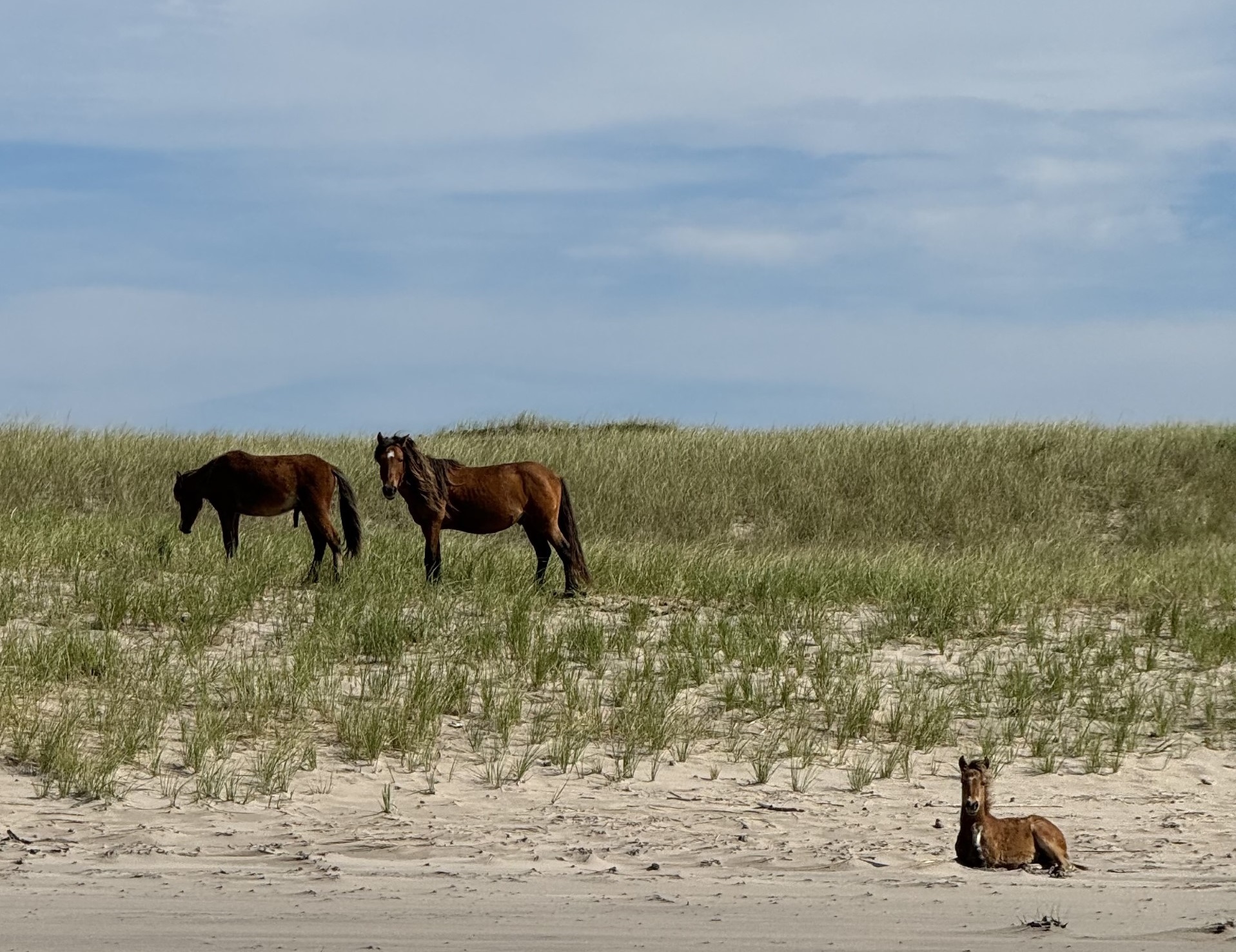 CMM Sends Delegation to Sable Island
